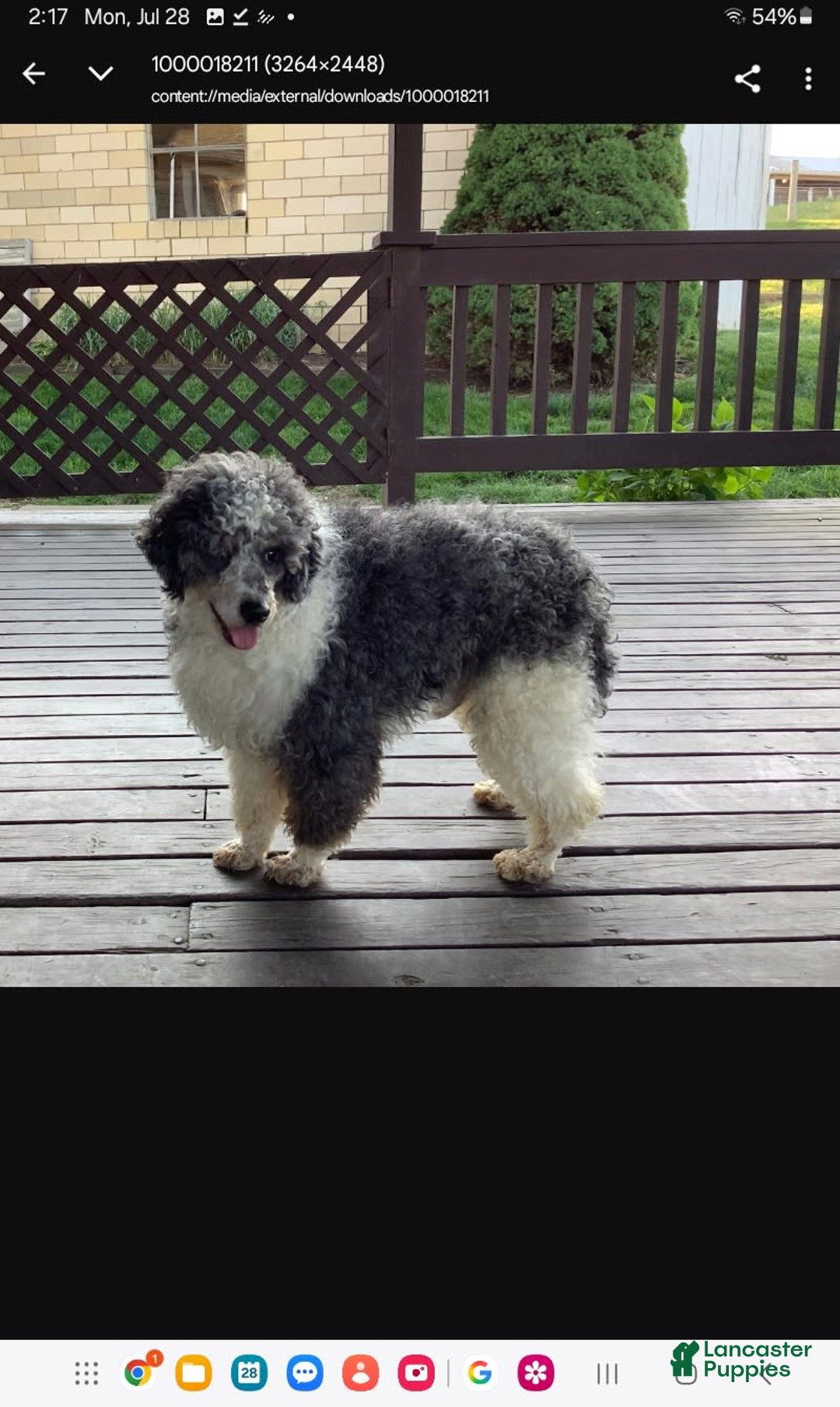 Mini Bernedoodle dogs for sale: Mia - Image 31