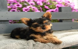 Yorkshire Terrier dogs for sale: Trex - Image 3