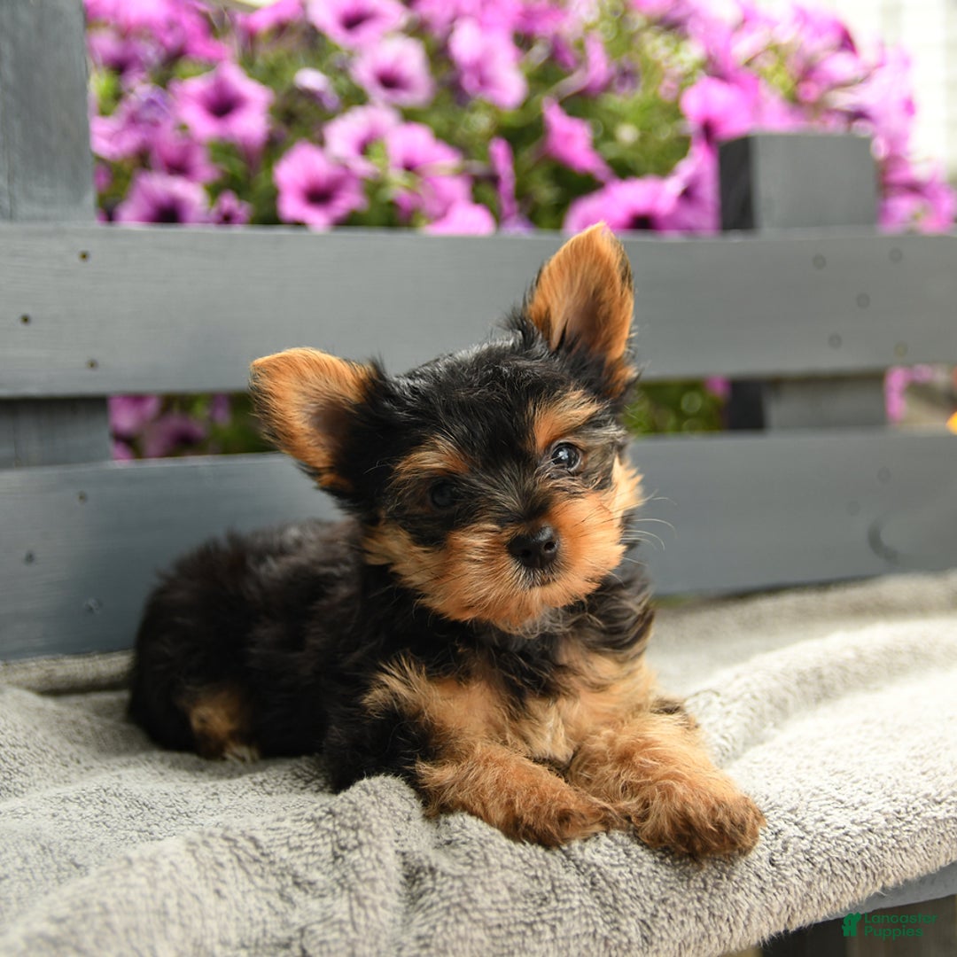 Yorkshire Terrier dogs for sale: Trex - Image 3