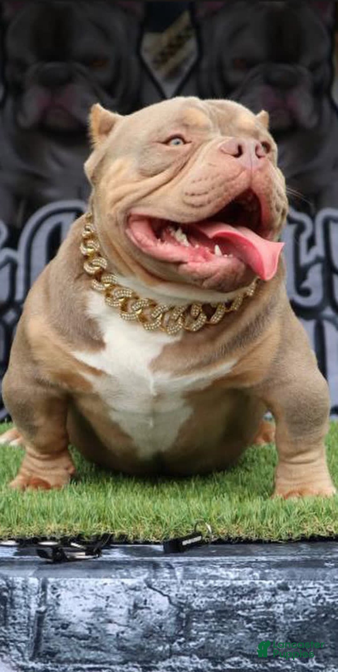 American Bully dogs for sale: Tri - Image 6