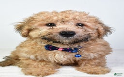 Bichpoo dogs for sale: Austin - Image 6