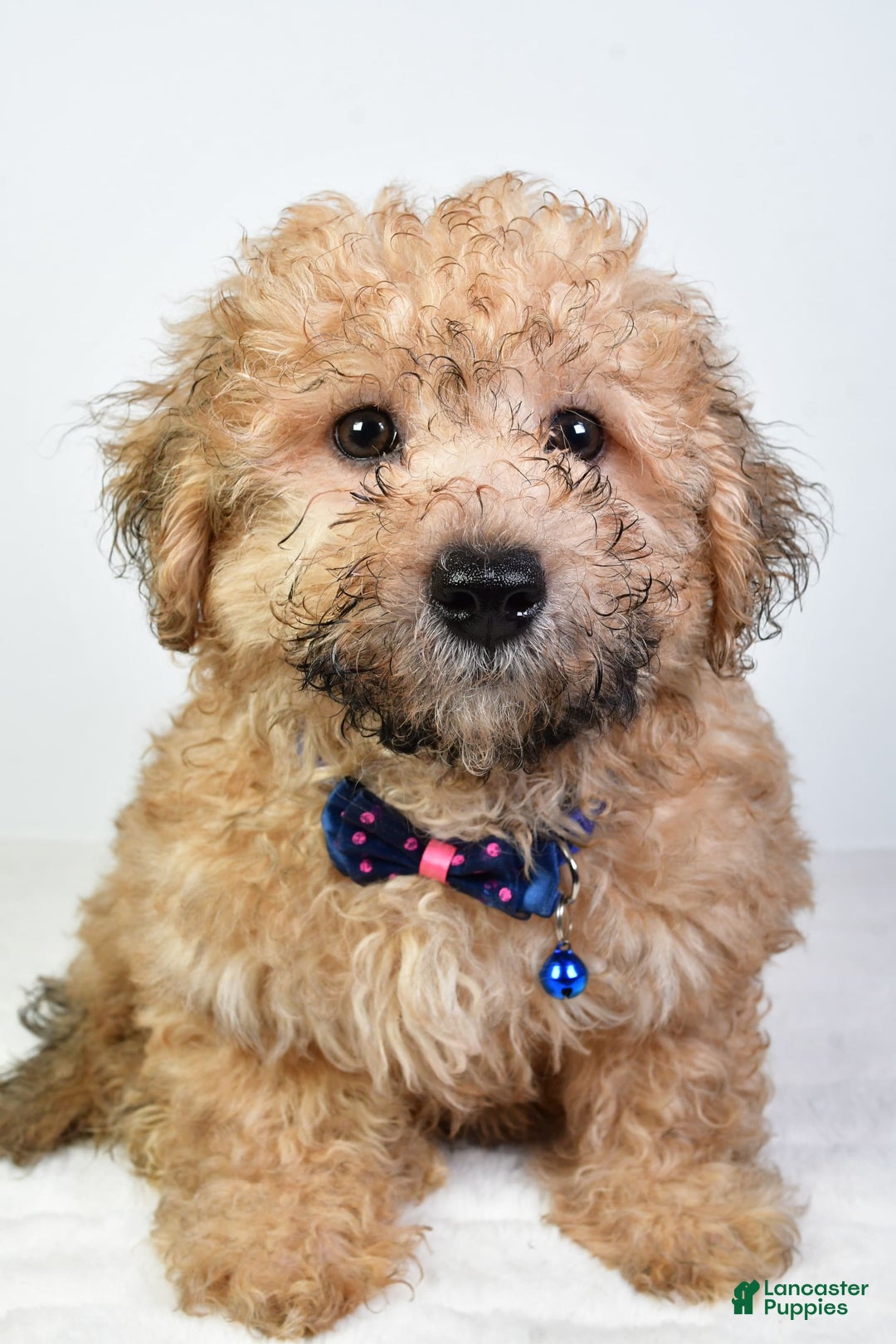Bichpoo dogs for sale: Austin - Image 6