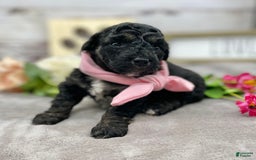 Miniature Poodle dogs for sale: Tessa - Image 9