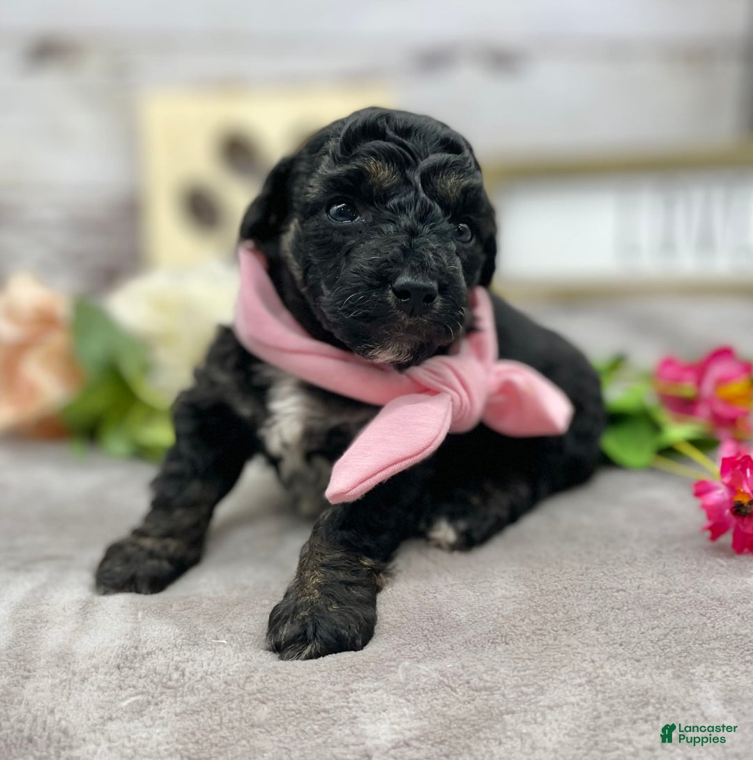 Miniature Poodle dogs for sale: Tessa - Image 9