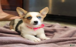 Welsh Corgi Pembroke dogs for sale: Mrs Pink - Image 5