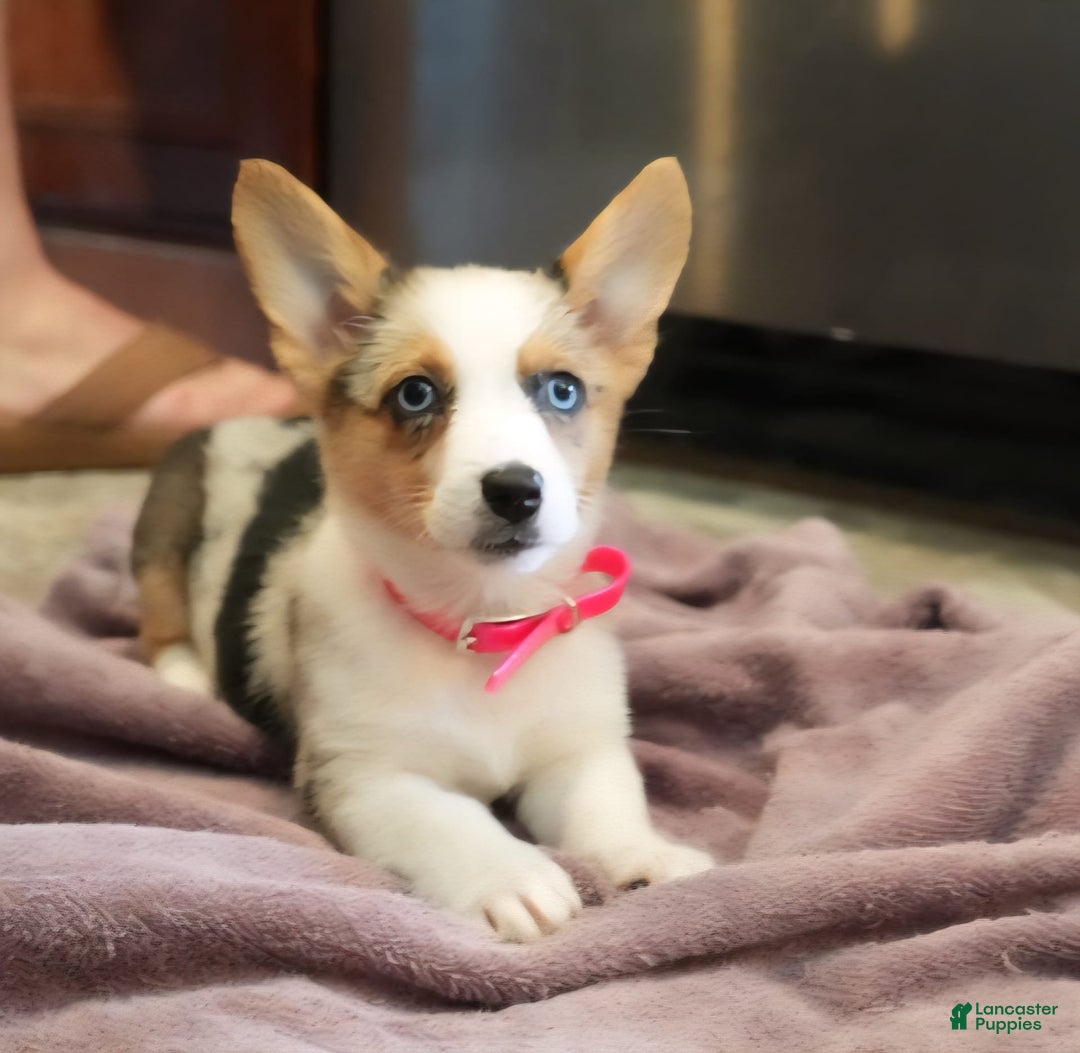 Welsh Corgi Pembroke dogs for sale: Mrs Pink - Image 5