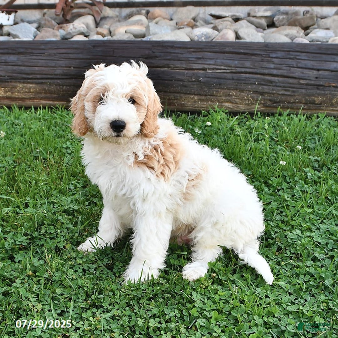 Mini Goldendoodle dogs for sale: Dallas - Image 6