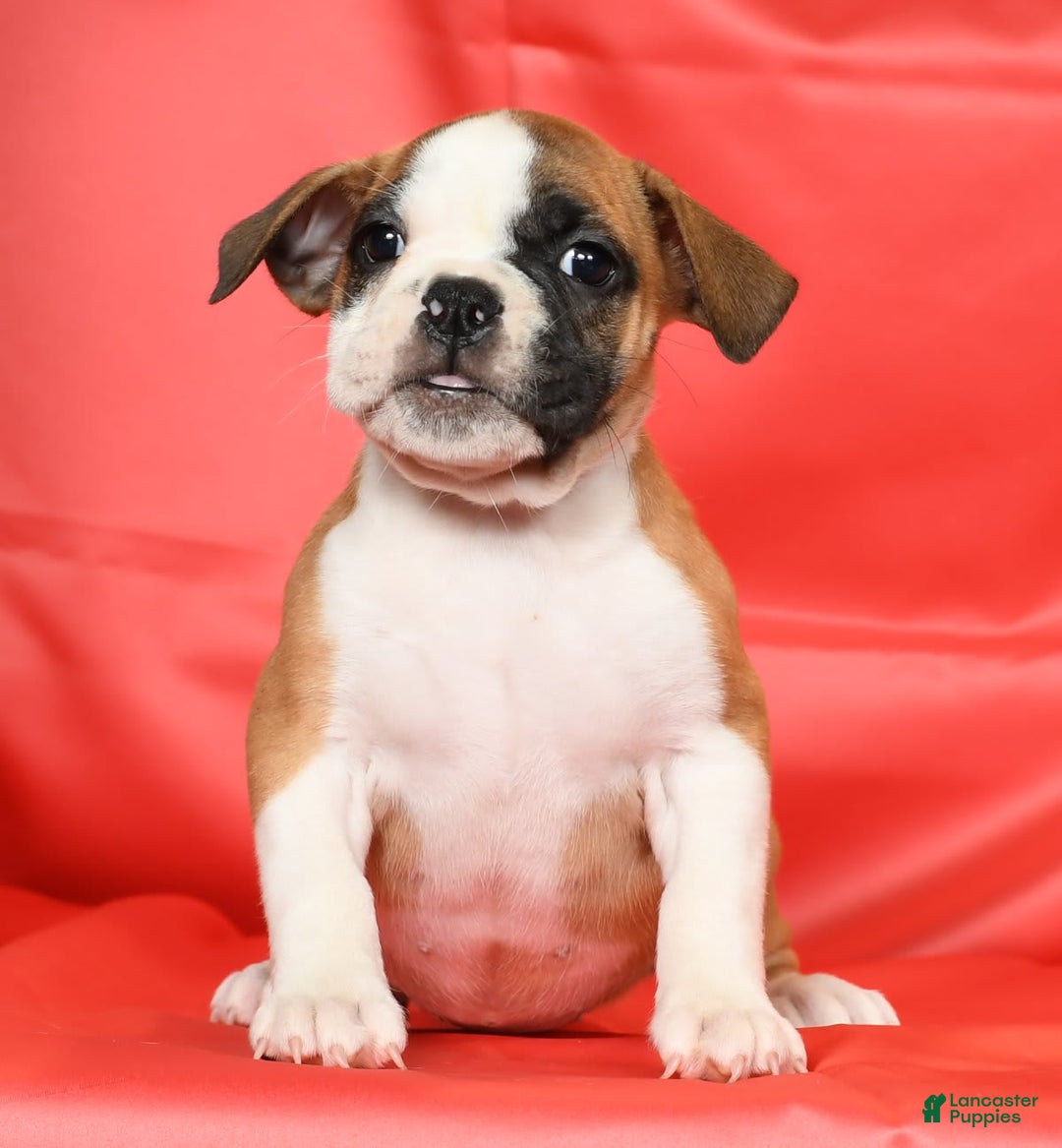 Beabull dogs for sale: Kit Kat - Image 2