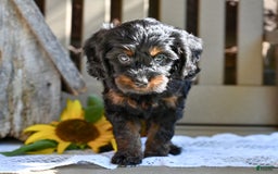 Cavapoo dogs for sale: Ronnie - Image 5