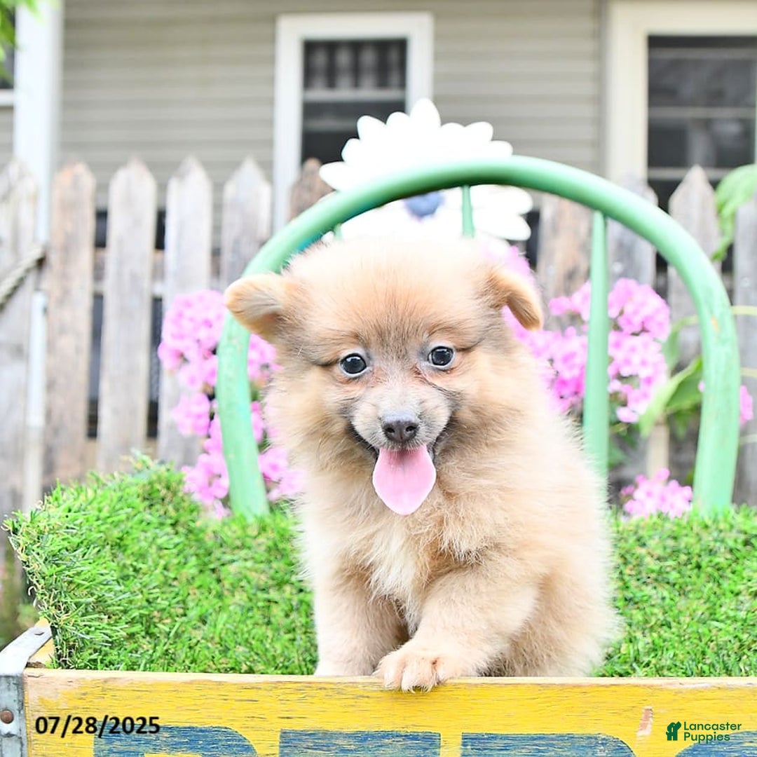 Pomeranian dogs for sale: Fancy - Image 4