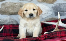 Golden Retriever dogs for sale: Sweetie - Image 7