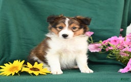 Shetland Sheepdog dogs for sale: Bingo - Image 3