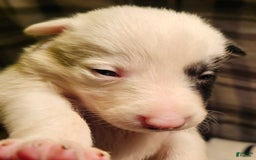 Border Collie dogs for sale: Bambi - Image 3