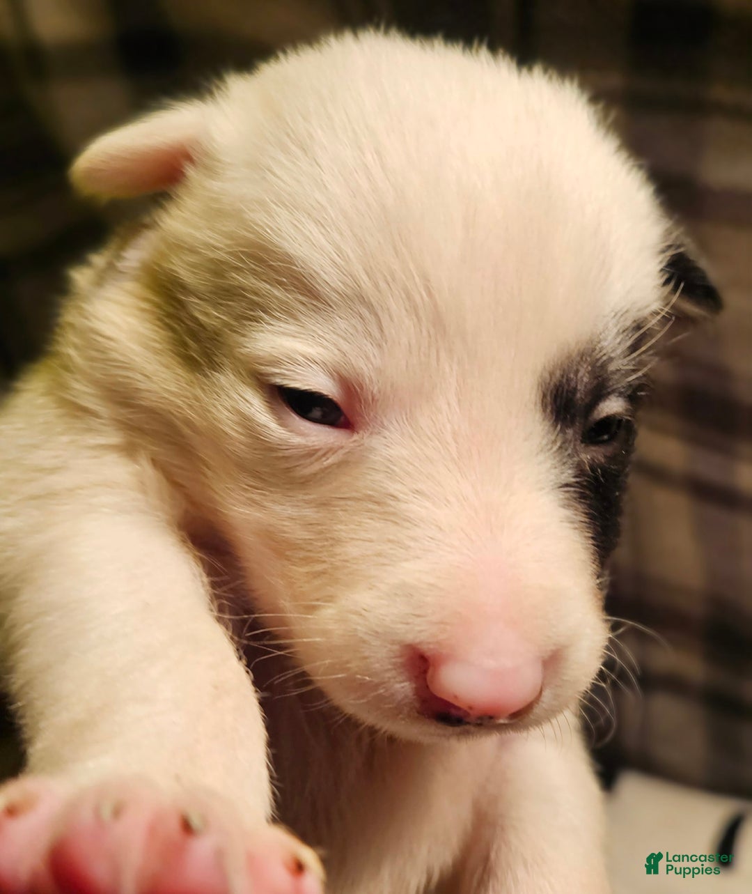 Border Collie dogs for sale: Bambi - Image 3
