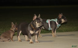 French Bulldog dogs for sale: Bam-Bam - Image 2