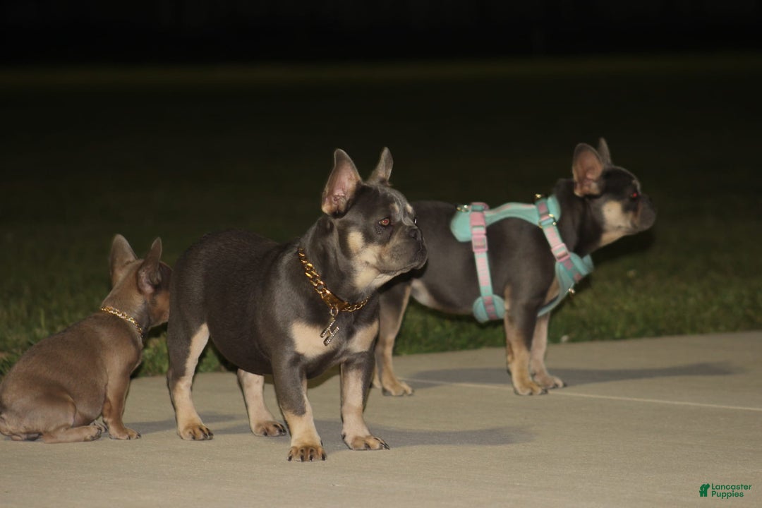 French Bulldog dogs for sale: Bam-Bam - Image 2