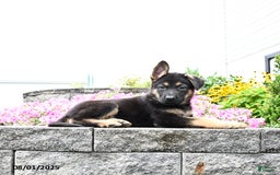 German Shepherd dogs for sale: Scout - Image 1