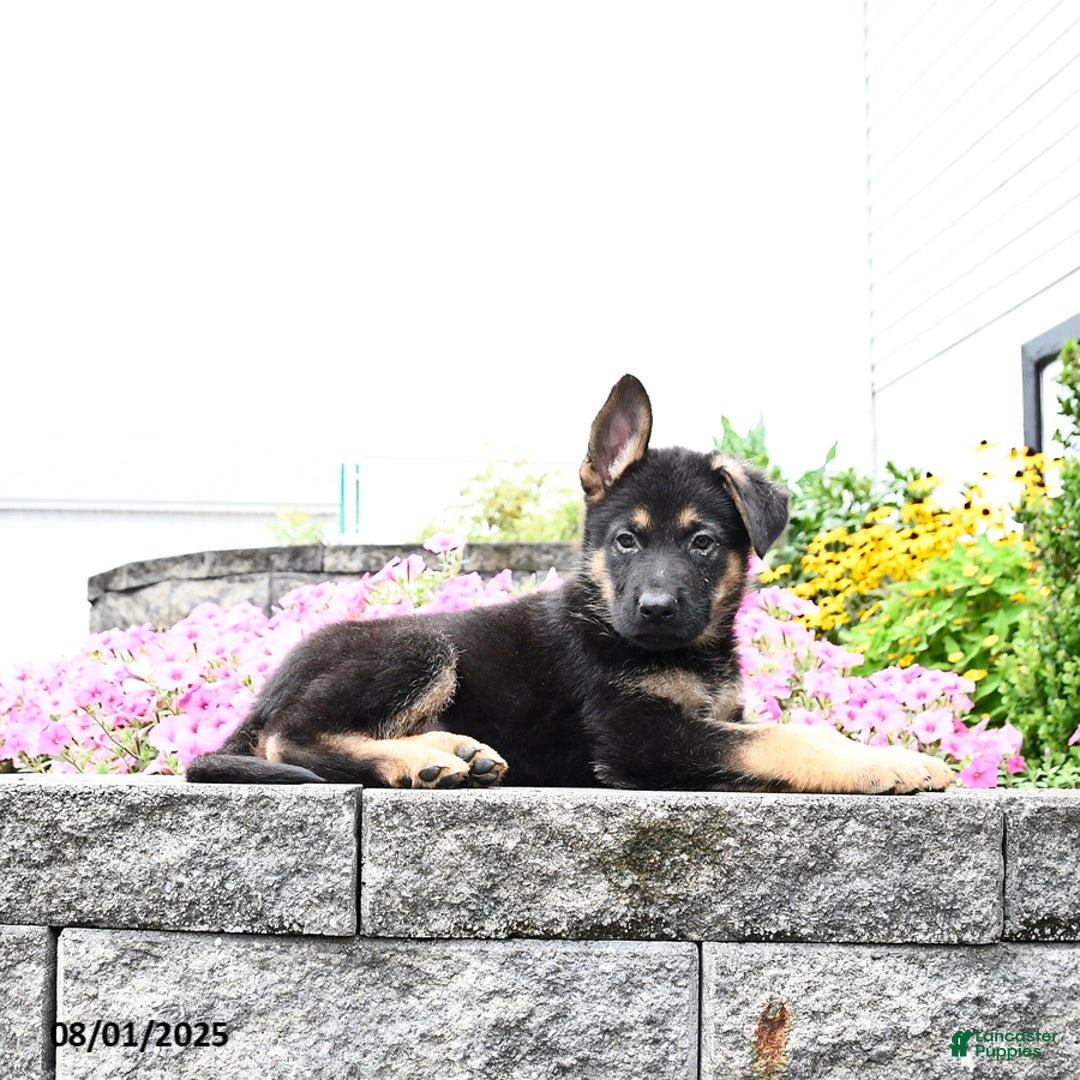 German Shepherd dogs for sale: Scout - Image 1