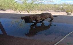 Cane Corso dogs for sale: Tank - Image 1