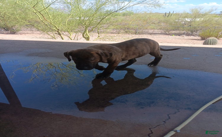 Cane Corso dogs - Advert 8