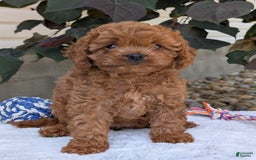 Cavapoo dogs for sale: Ginger - Image 18