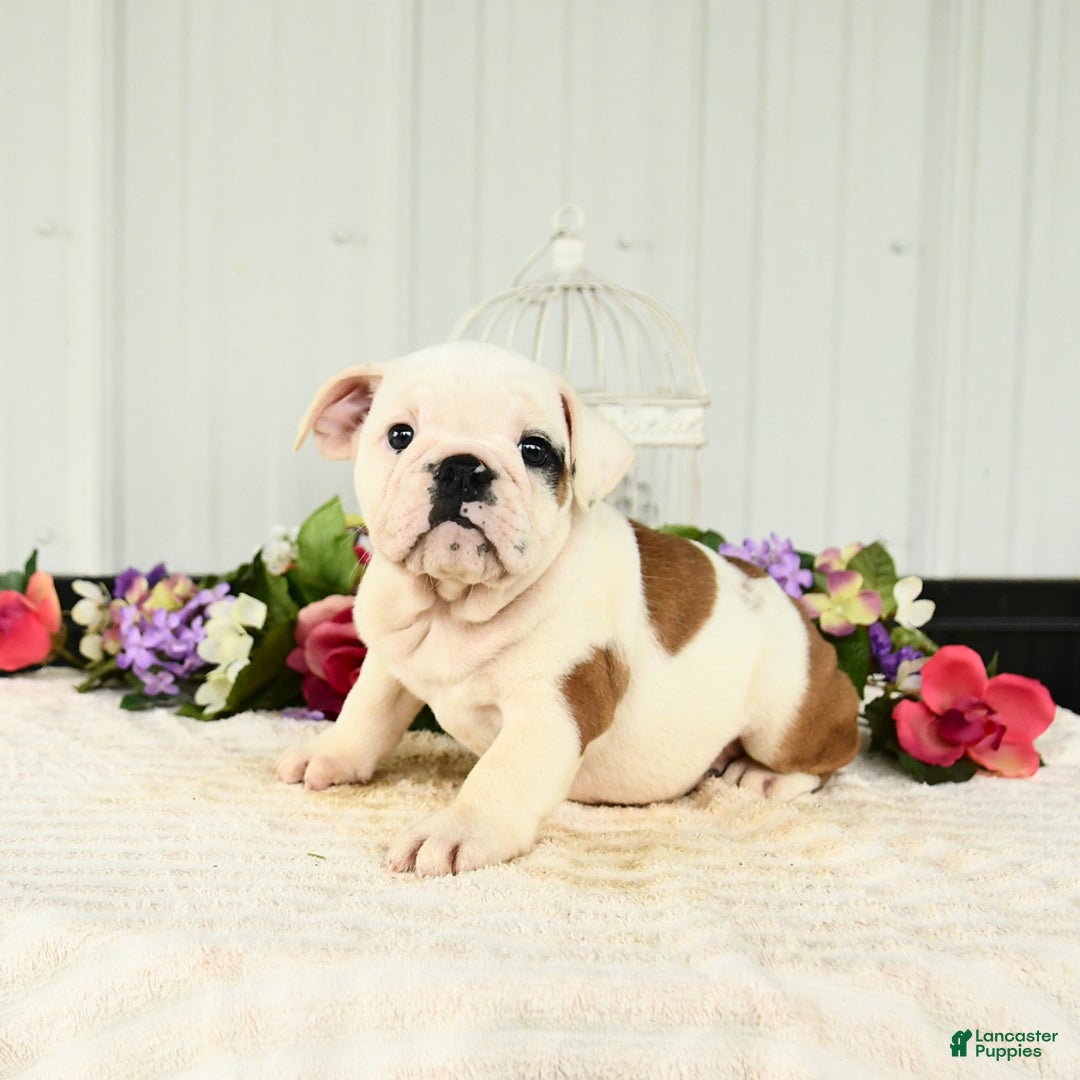 English Bulldog dogs for sale: Rosa - Image 2