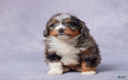 Mini Bernedoodle dogs for sale: Javin - Image 7