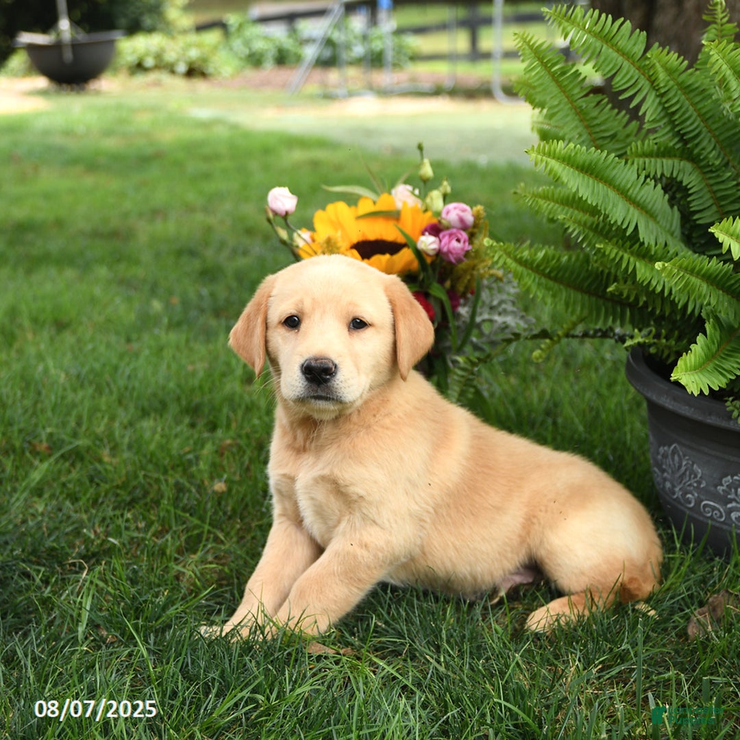 Goldador dogs for sale: Scout - Image 3