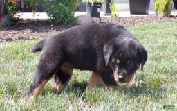 Rottweiler dogs for sale: Lavender - Image 4