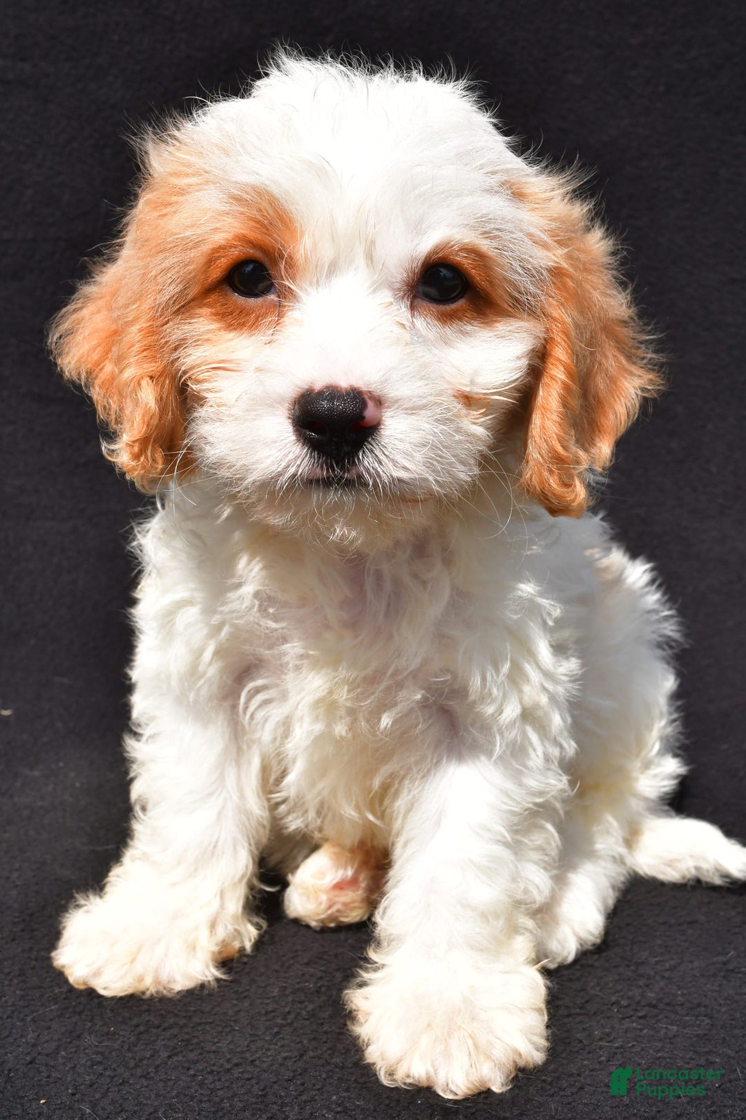 Cavachon dogs for sale: Bruce - Image 3