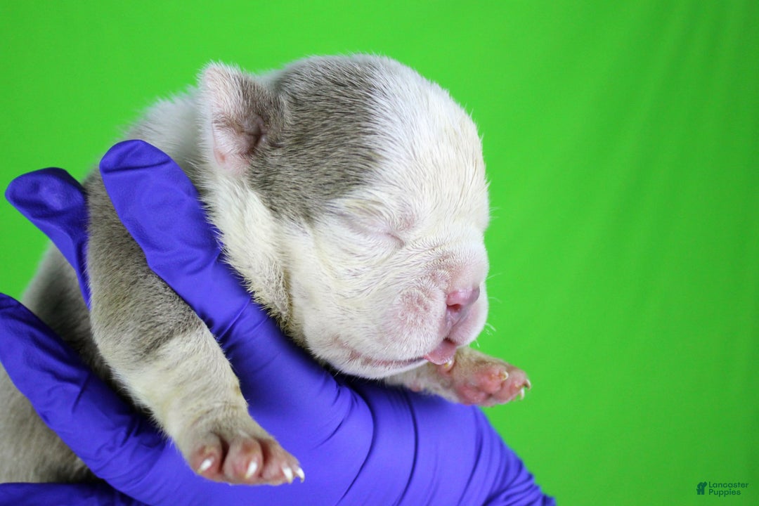 American Bully dogs for sale: Lilac/white Male - Image 6