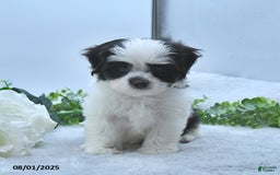 Havanese dogs for sale: Oliver - Image 5