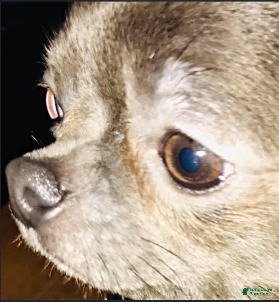 Chihuahua dogs for sale: Rare Blue Long Coat Boy - Image 7