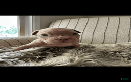 American Bully dogs for sale: Simba - Image 13