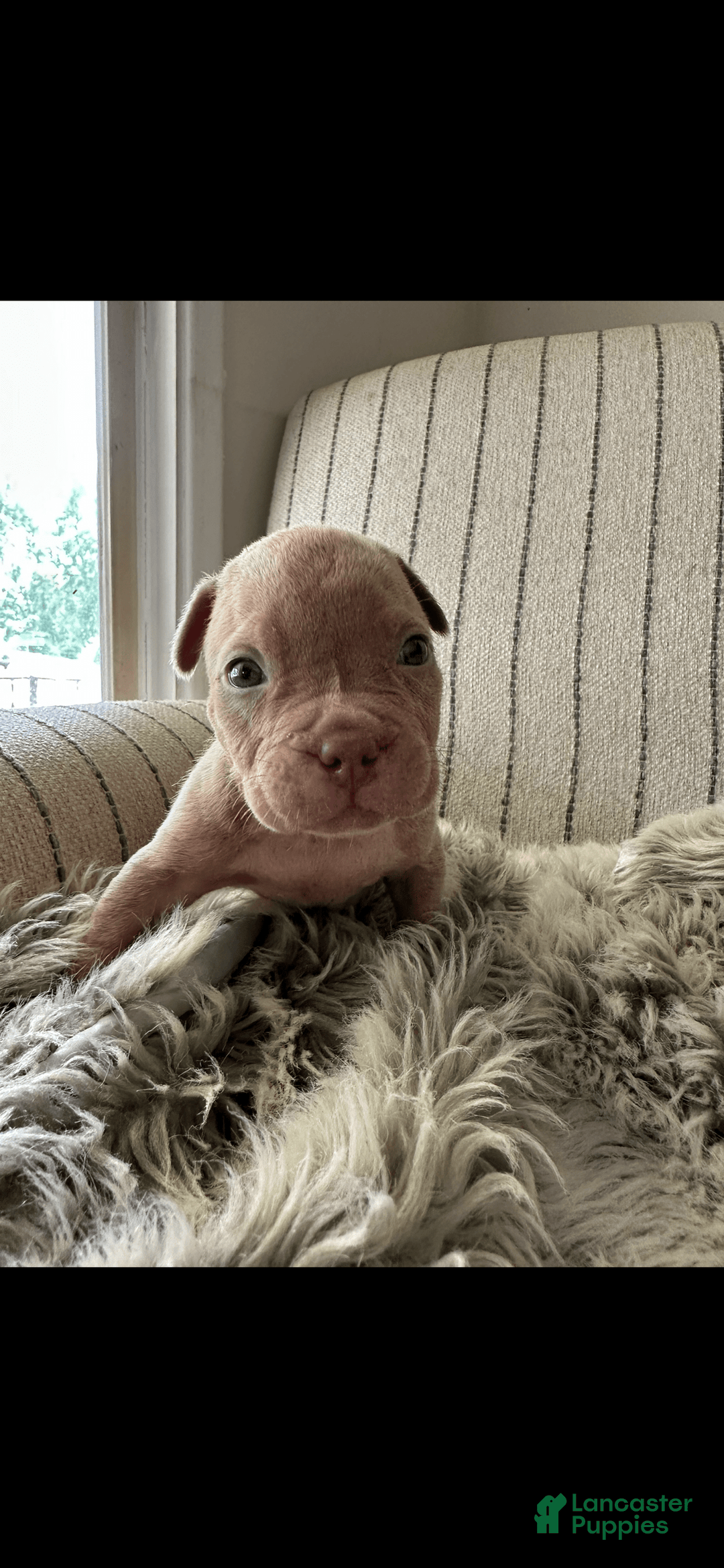 American Bully dogs for sale: Simba - Image 13