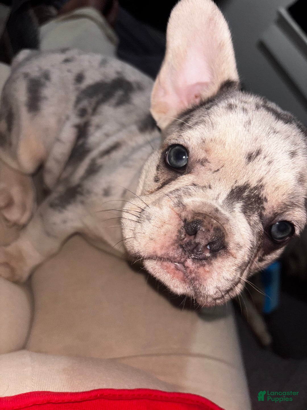 French Bulldog dogs for sale: No Name - Image 2