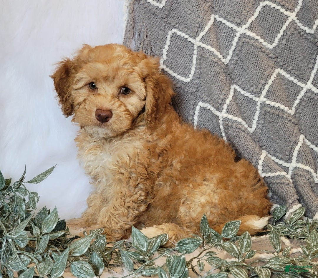 Cockapoo dogs for sale: Linclon - Image 1