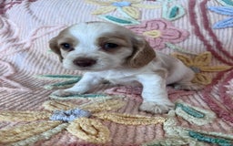 Cocker Spaniel dogs for sale: Freckles - Image 2