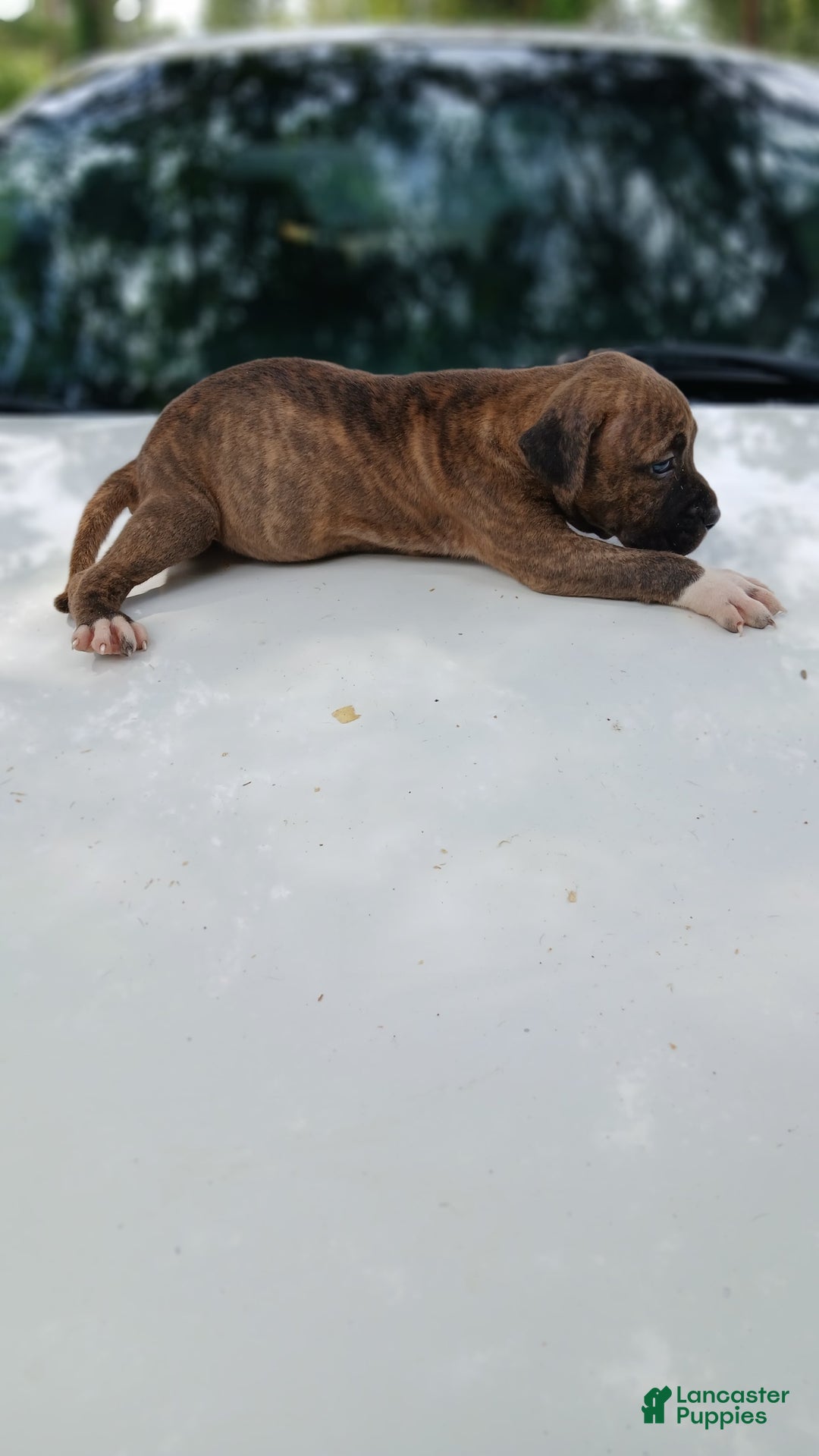 American Pit Bull Terrier dogs for sale: Lexi - Image 8