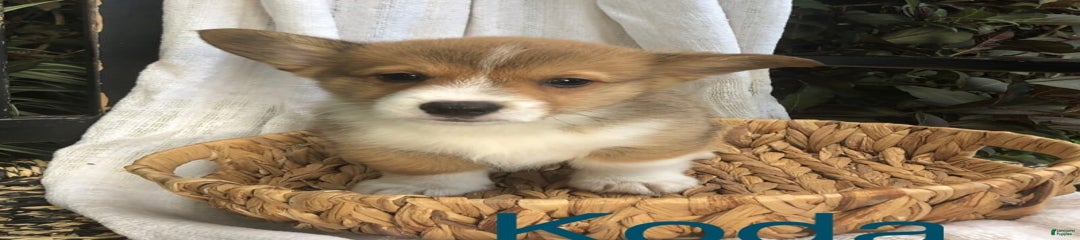 Koda