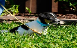 Toy Fox Terrier dogs for sale: Pearl - Image 2