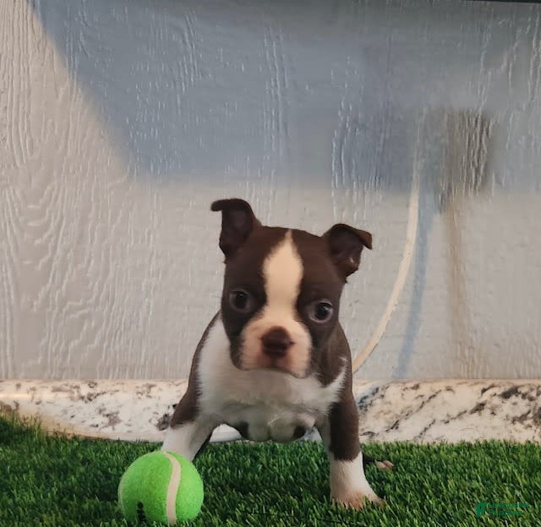 Boston Terrier dogs for sale: Baby - Image 1