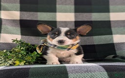 Welsh Corgi Pembroke dogs for sale: Welsh Corgi (Pembroke) 6 puppies - Image 22