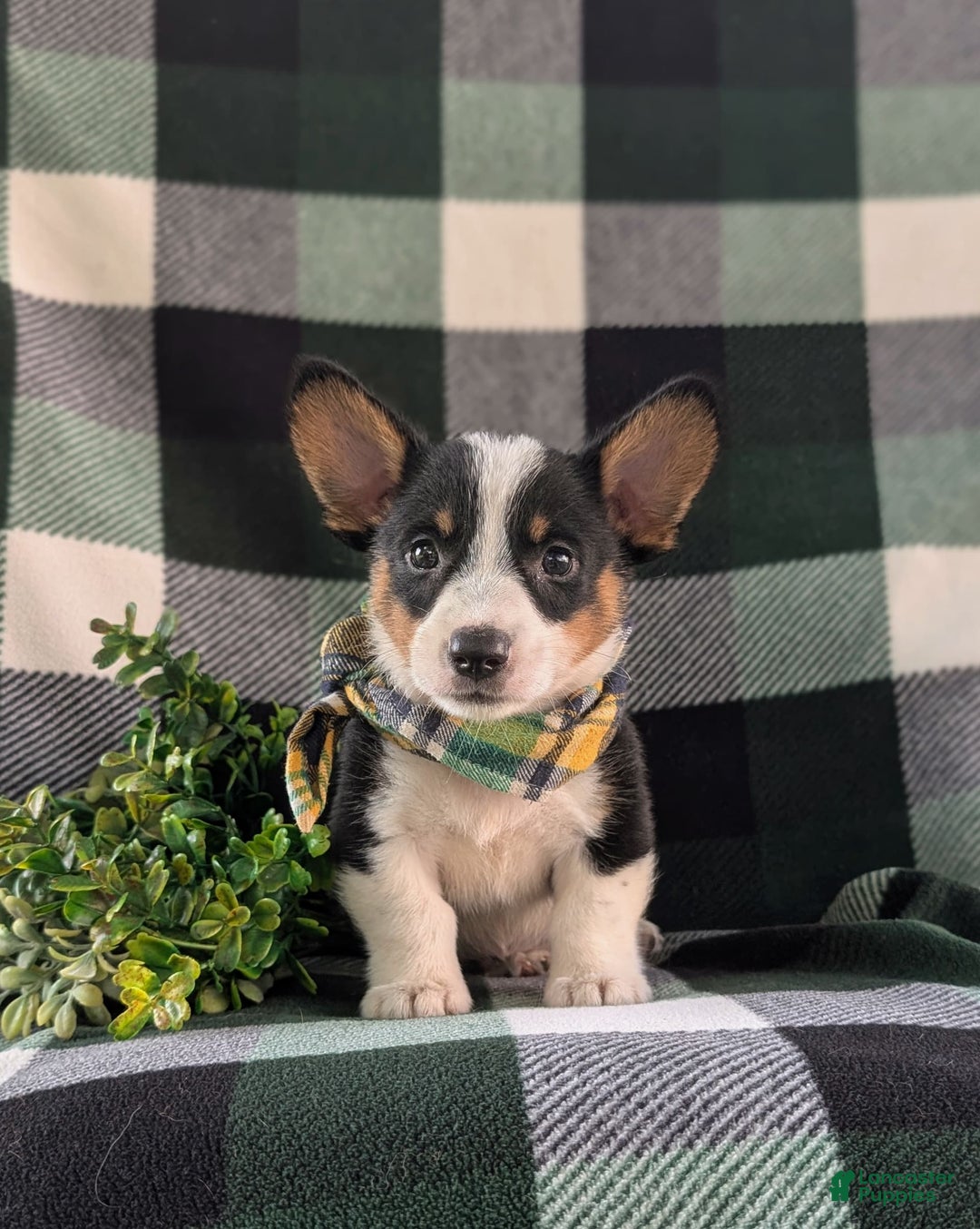 Welsh Corgi Pembroke dogs for sale: Welsh Corgi (Pembroke) 6 puppies - Image 22