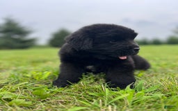Newfoundland dogs for sale: Dahlia - Image 3