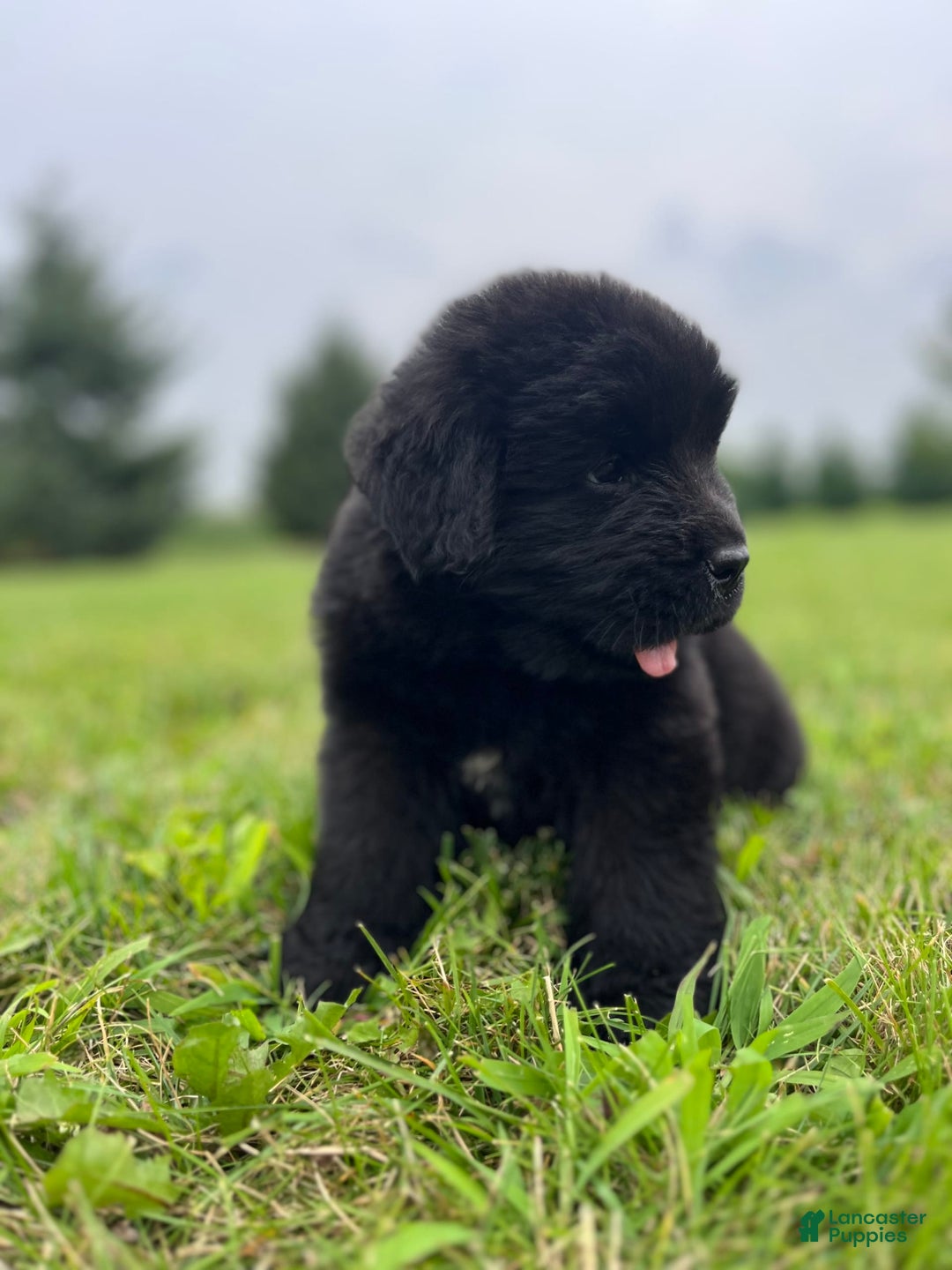 Newfoundland dogs for sale: Dahlia - Image 3