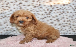 Cavapoo dogs for sale: Ivy - Image 6