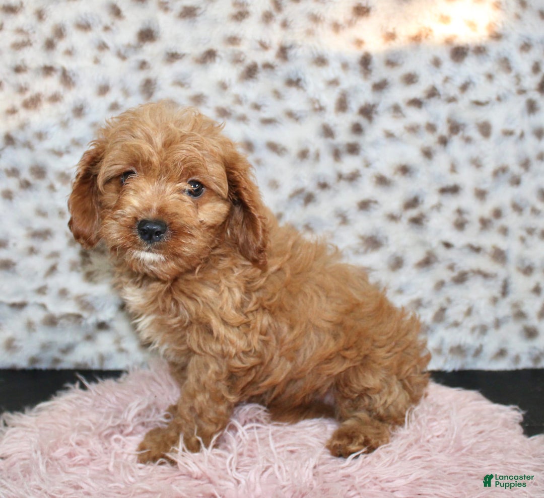 Cavapoo dogs for sale: Ivy - Image 6