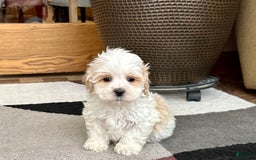 Havanese dogs for sale: George - Image 6