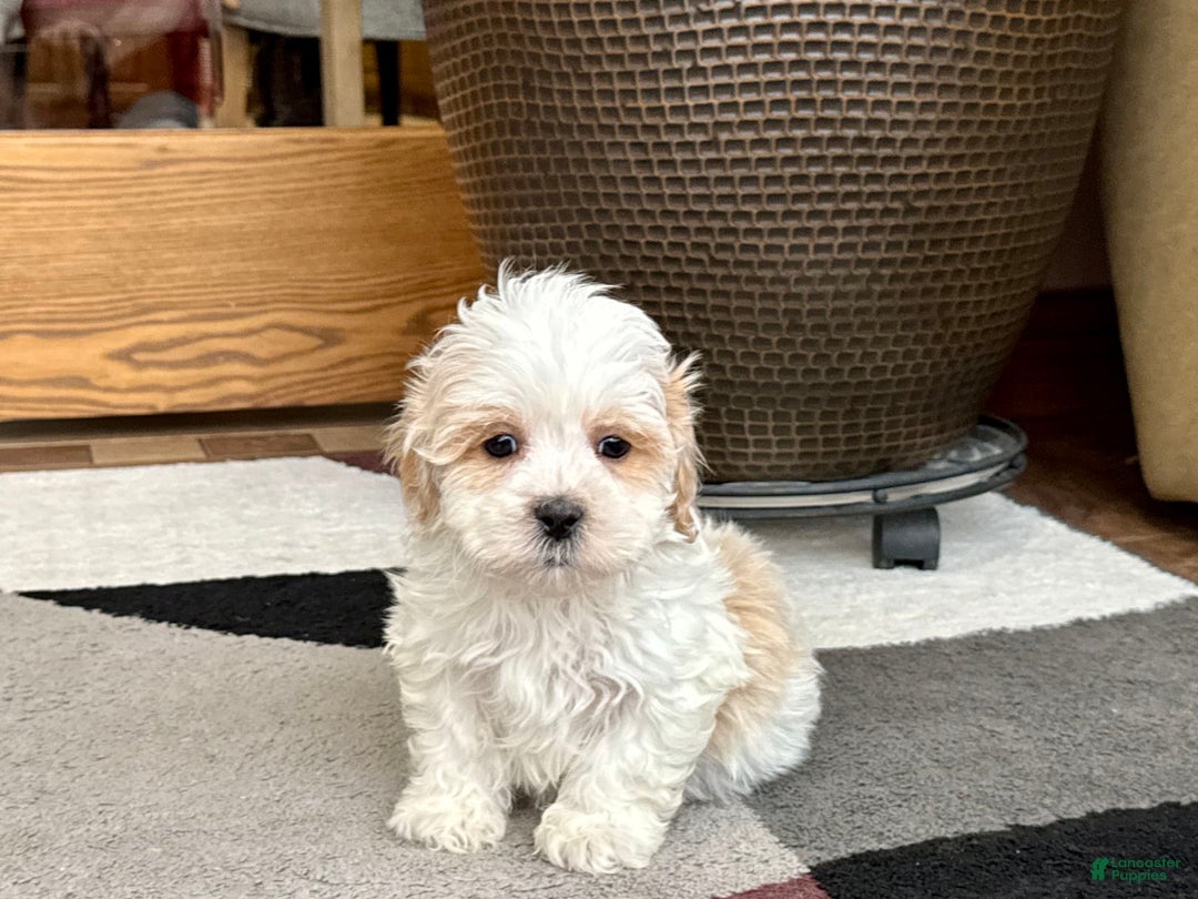 Havanese dogs for sale: George - Image 6